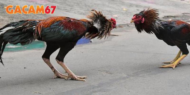 Những chiến kê mạnh tạo nên các màn tranh tài