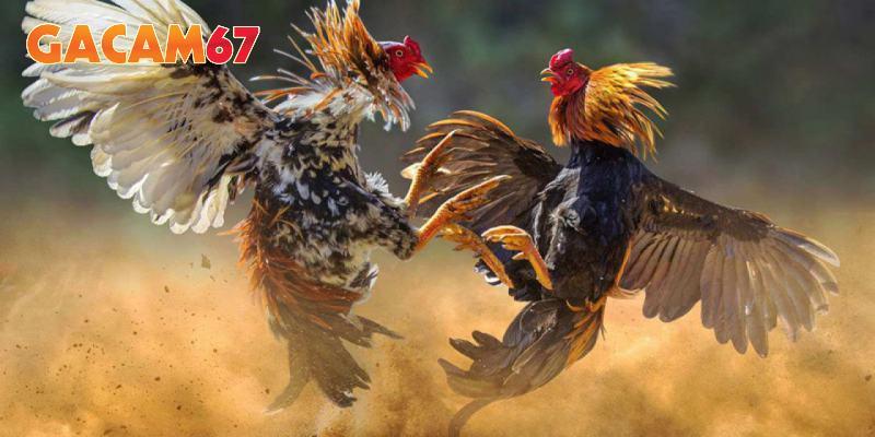 Bồ CPC2 luôn diễn ra nhiều trận đấu hấp dẫn